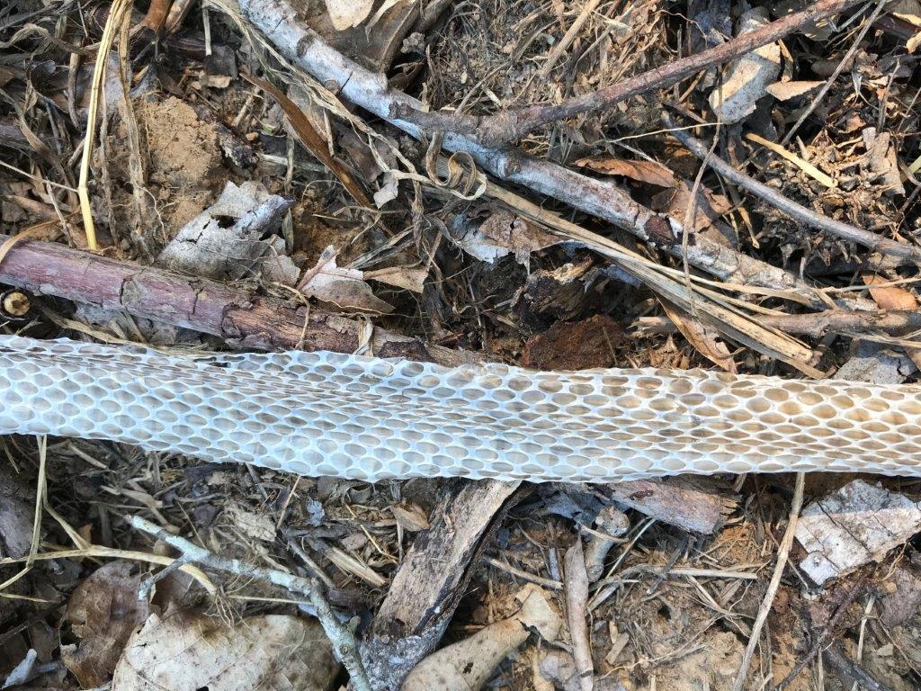 Hartford snake skin